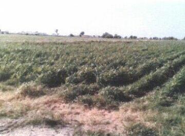 Terreno / Lote · 21674m² · Terreno en Venta - 4