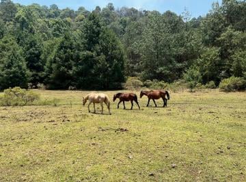 Terreno / Lote · 140000m² · Terreno en Venta - (4)