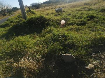 Terreno industrial , El Salto · Terreno en Venta Frente a Carretera El Salto Excelente Ubicacion