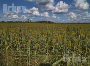 Terreno / Lote , Hopelchén · Venta de Terreno Agricola en Hopelchen, Campeche