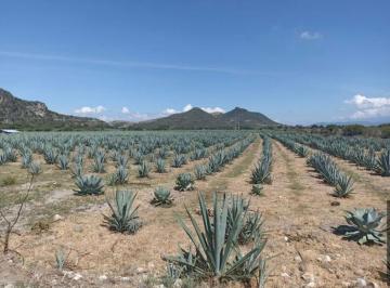 Terreno / Lote · 10000m² · Terreno en Venta en Yagul, Tlacolula de Matamoros, Oaxaca.