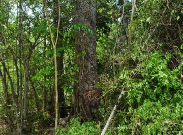 Terreno / Lote , Puerto Morelos · Venta de Terreno 8 Ha Frente Carretera Ruta de Los Cenotes