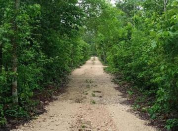 Terreno / Lote , Puerto Morelos · Venta de Oportunidad! 4 Ha Cerca de Leona Vicario