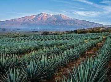 Terreno / Lote , Tequila · Terreno Agrícola en Venta en Tequila, Jalisco |1 Hectarea Para Agave.