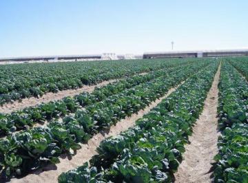 Rancho · 1150000m² · 7 Recámaras · Rancho Agrícola Industrial Piedra de Luz, San Luis Potosi - (4)