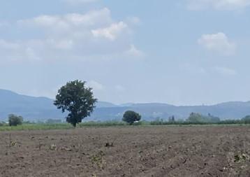 Terreno / Lote , Tala · Amplio Terreno Carretera a Tala