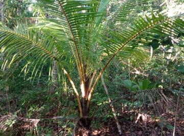 Terreno / Lote , Puerto Morelos · Venta de Terreno de 2 Ha con Pozo y Árboles Frutales