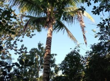 Terreno / Lote , Puerto Morelos · Venta de Terreno de 2 Ha con Pozo y Árboles Frutales