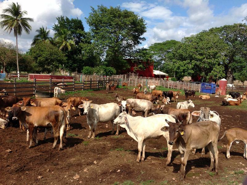 Rancho Ganadero en Venta 73 Ha Los Ramones Nuevo Leon