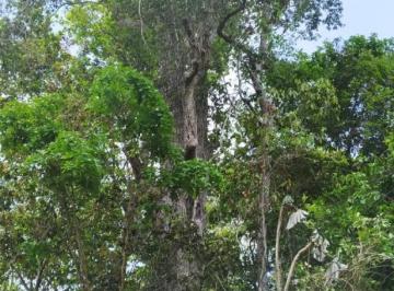 Terreno / Lote , Puerto Morelos · 1 Hectarea con Titulo de Propiedad en Leona Vicario