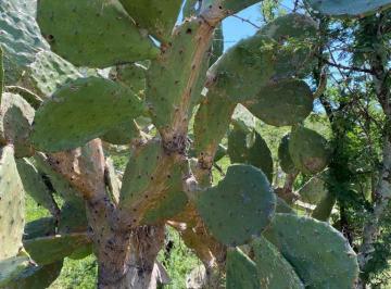 Terreno / Lote , Juanacatlán · Se Vende Predio de 7 Terrenos Rancho Miraflores