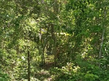 Terreno / Lote , Puerto Morelos · Remate Terreno 3 Ha de Selva Alta Km²4 Ruta de Los Cenotes
