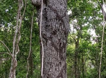 Terreno / Lote , Puerto Morelos · Remate Terreno de Selva Alta Km²4 Ruta de Los Cenotes