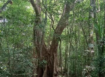 Terreno / Lote , Puerto Morelos · Venta Lotes Titulados de 4500 m, Selva Alta en La Ruta de Los Cenotes.