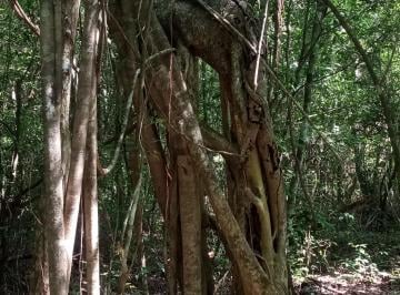 Terreno / Lote , Puerto Morelos · Remate Terreno 10 Ha Tituladas en La Ruta de Los Cenotes