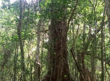 Terreno / Lote , Puerto Morelos · Remate 10 Ha Tituladas Ruta de Los Cenotes