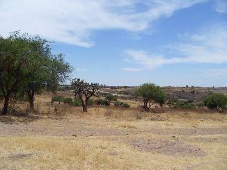 Rancho · 50000m² · La Firma Real State Vende Terreno en Calvillito de 50 Mil m² Todo o en Partes a $180.00/m²