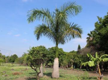 Terreno / Lote · 24000m² · Terreno Comercial