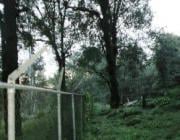 Terreno / Lote · 980m² · Terreno en Zona Boscosa, Sierra Encantada, Huitzilac, Morelos.