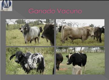 Rancho , Acayucan · Rancho Ganadero y de Cultivo