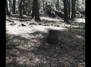 Terreno / Lote · 10000m² · Terreno en Santa Cruz Ayotuxco