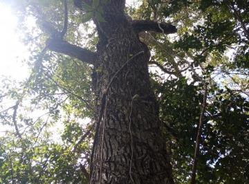 Terreno / Lote , Puerto Morelos · Oportunidad 2,8 Hectáreas Km 34 Ruta de La Cenotes