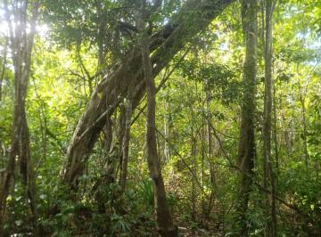 Terreno / Lote , Puerto Morelos · Remate de Terreno 2,8 Hectáreas Ruta de La Cenotes