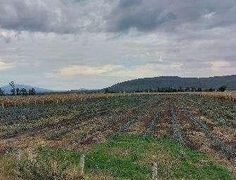 Terreno / Lote , Poncitlán · Terreno Rústico en Venta en Poncitlán, Jalisco