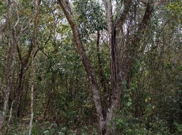 Terreno / Lote , Puerto Morelos · Venta Terreno 1 Hectárea de Selva Alta en La Ruta de Los Cenotes