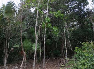 Terreno / Lote , Puerto Morelos · 1 Hectárea Selva Alta Ruta de Los Cenotes