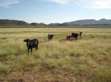 Terreno / Lote · 353000000m² · Rancho Ganadero en Jimenez 35,300ha