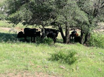 Terreno / Lote · 140000000m² · Rancho Ganadero en Janos 14,000 Ha