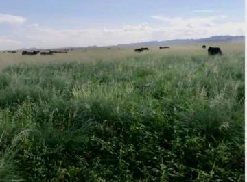 Terreno / Lote · 1000000m² · Rancho en Venta Ganadero y Suceptible Para Agricultura (100 Ha) - Zona Ahumada