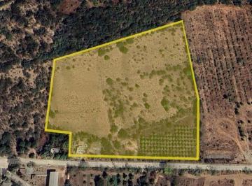 Terreno / Lote · 53000m² · 13 Acre Orchard, Agua Caliente - (4)