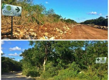 Terreno / Lote , Conkal · Terreno en Venta en Olivos Conkal Yucatan