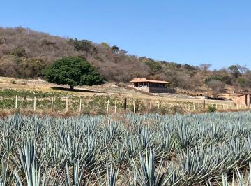 Rancho de 4 habitaciones, Tala · Rancho Productivo con Casa de Campo en Cuisillos