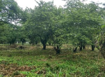 Terreno / Lote · 10000m² · Terreno en Venta Pichucalco Chiapas $12,500,000