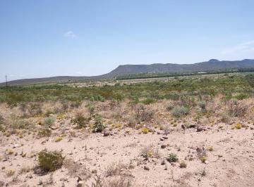 Terreno / Lote , General Cepeda · Terreno en Venta Excelente Para Nogalera en General Cepeda