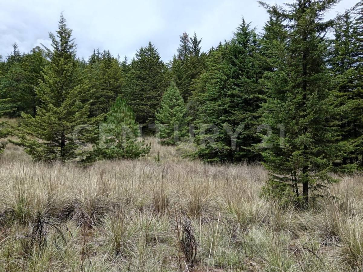 Venta de Terreno con Bosque en El Pueblo Mágico del Oro