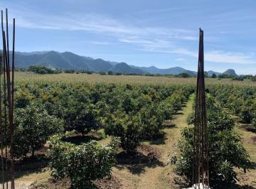Terreno / Lote · 5800m² · Terreno Venta Malinalco, con 240 Arboles de Aguacate