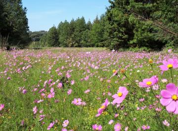 Terreno / Lote · 50000m² · Rancho - Valle de Bravo
