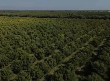 Huerta , Güémez · Huerta Limon Italiano 170 Ha