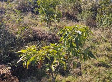 Terreno / Lote , Zacatlán · Venta de Terreno de 3 Hectáreas, con Riego, Zacatlán, Puebla.