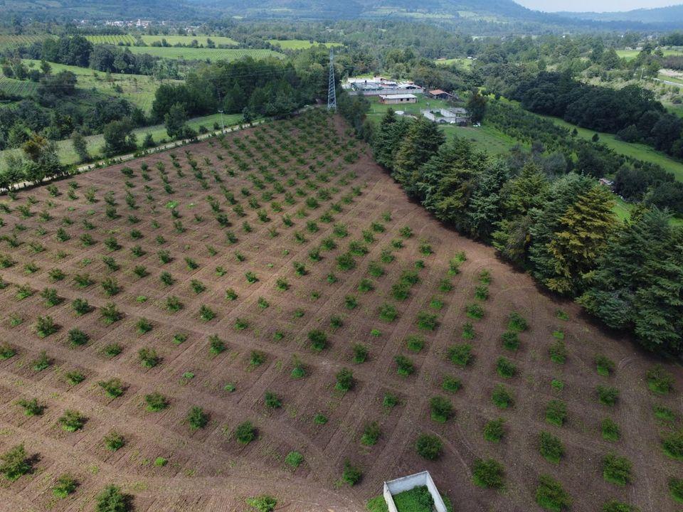Peach Orchard for Sale in Ucareo, 4.5 Hectares, with Utilities
