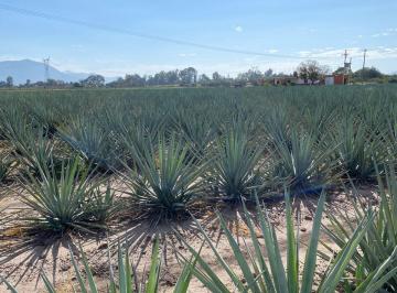 Rancho , Zacoalco de Torres · Rancho Productor de Agave en Zacoalco de Torres.