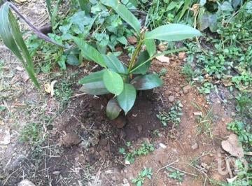 Terreno / Lote · 176m² · Terreno en Venta en Tetela del Monte, Cuernavaca Morelos