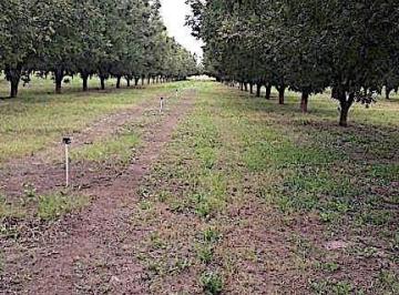 Rancho · 700000m² · Oportunidad de Rancho Nogalero En? Cd. Camargo, Omma