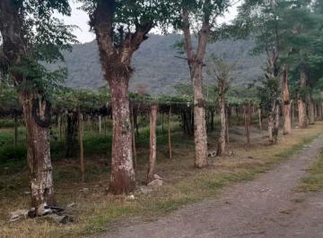 Terreno / Lote , Ixtaczoquitlán · Venta de Terreno en Cuautlapan, Ixtaczoquitlan