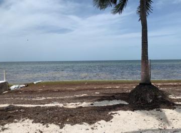 Terreno / Lote , Dzidzantún · Terreno en Venta Orilla de Playa Dzidzantún Santa Clara Mérida Yucatán