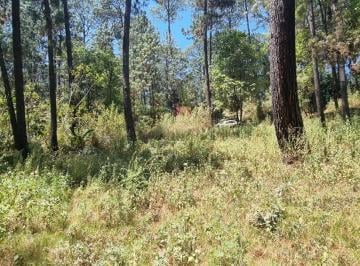 Terreno / Lote , Valle de Bravo · Terreno con Entorno de Bosque en Venta.